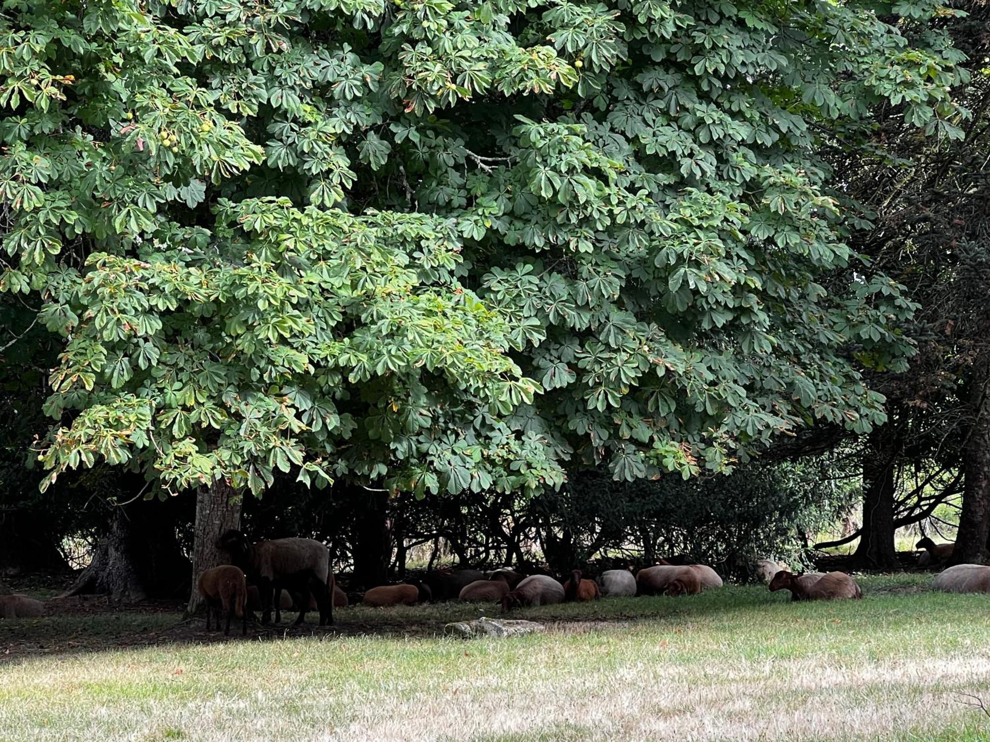 Domaine Du Faure Panzió Chadurie Kültér fotó